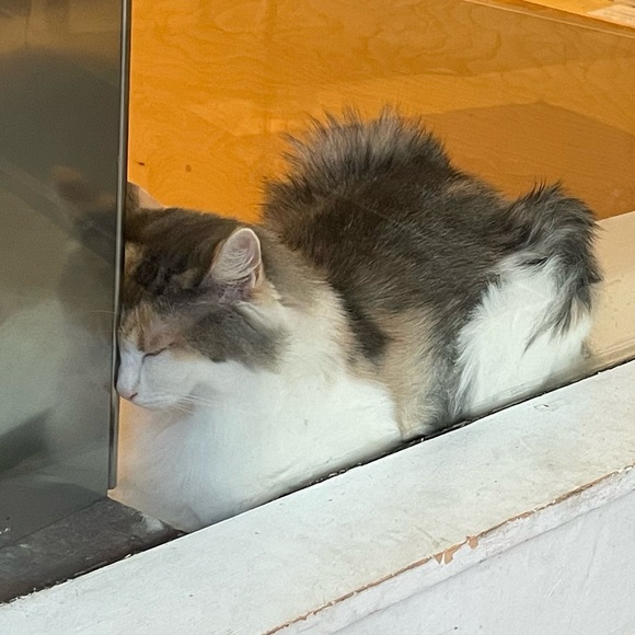 smolnattobean